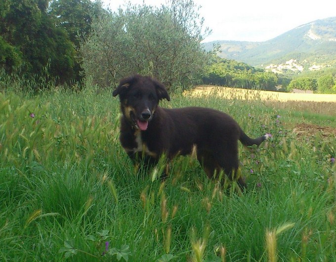 2014 -  JOCK  3 mois 1/2
